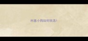 柯基小狗如何挑选
