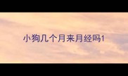 小狗几个月来月经吗