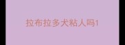 拉布拉多犬粘人吗