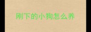 刚下的小狗怎么养