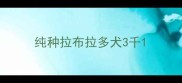 纯种拉布拉多犬3千