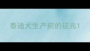 泰迪犬生产前的征兆