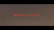 猫咪耳朵出水有棕色