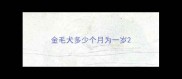 金毛犬多少个月为一岁