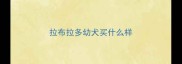 拉布拉多幼犬买什么样