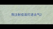 狗注射疫苗打进去气