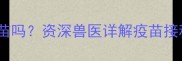 猫咪白细胞升高能打疫苗吗资深兽医详解疫苗接种禁忌与科学护理方案