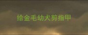 给金毛幼犬剪指甲