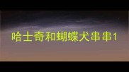 哈士奇和蝴蝶犬串串