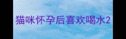猫咪怀孕后喜欢喝水
