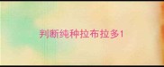 判断纯种拉布拉多