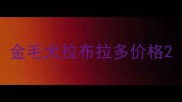 金毛犬拉布拉多价格