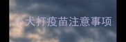 小犬打疫苗注意事项