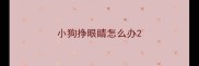 小狗挣眼睛怎么办