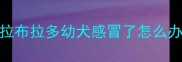 拉布拉多幼犬感冒了怎么办