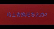 哈士奇换毛怎么办