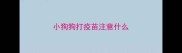 小狗狗打疫苗注意什么