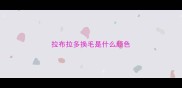 拉布拉多换毛是什么颜色