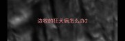 边牧的狂犬病怎么办