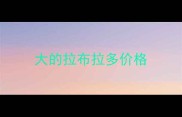 大的拉布拉多价格