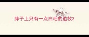 脖子上只有一点白毛的边牧