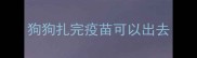 狗狗扎完疫苗可以出去