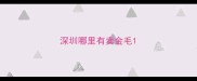 深圳哪里有卖金毛