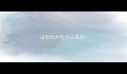 边牧幼犬吃什么羊奶