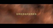 拉布拉多幼犬拉布拉多