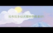 拉布拉多幼犬哪种狗粮最好