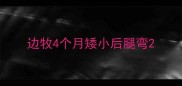 边牧4个月矮小后腿弯