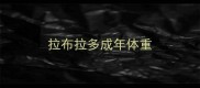 拉布拉多成年体重