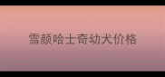 雪颜哈士奇幼犬价格
