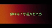 猫咪得了尿道炎怎么办