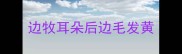 边牧耳朵后边毛发黄