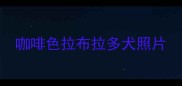 咖啡色拉布拉多犬照片
