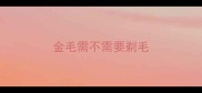金毛需不需要剃毛