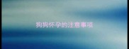 狗狗怀孕的注意事项