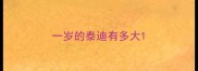 一岁的泰迪有多大