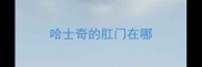 哈士奇的肛门在哪