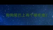 狗狗尾巴上有个硬疙瘩
