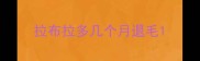 拉布拉多几个月退毛