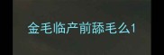 金毛临产前舔毛么