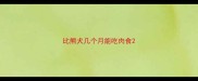 比熊犬几个月能吃肉食