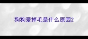 狗狗爱掉毛是什么原因
