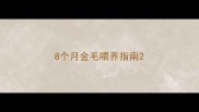 8个月金毛喂养指南