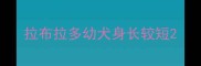 拉布拉多幼犬身长较短