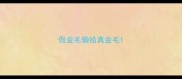 假金毛输给真金毛