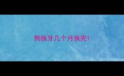 狗换牙几个月换完