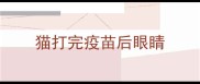 猫打完疫苗后眼睛